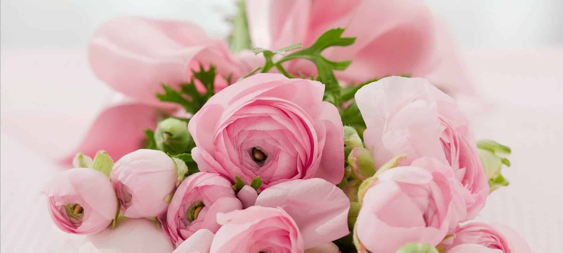 Pale pink peonies lie in a bouquet wrapped in a pink satin ribbon.