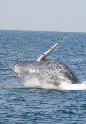 A grey whale leaps out of the ocean in a spray of white water.